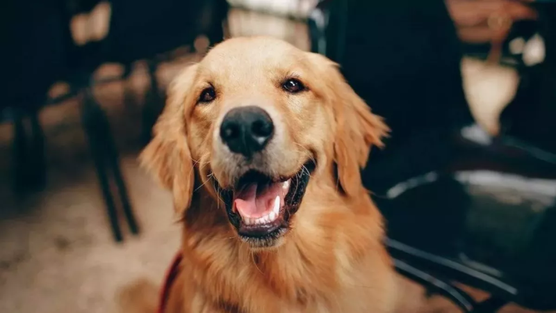 Reliance’s new announcement gives sleepless nights to companies, but good news for dog lovers